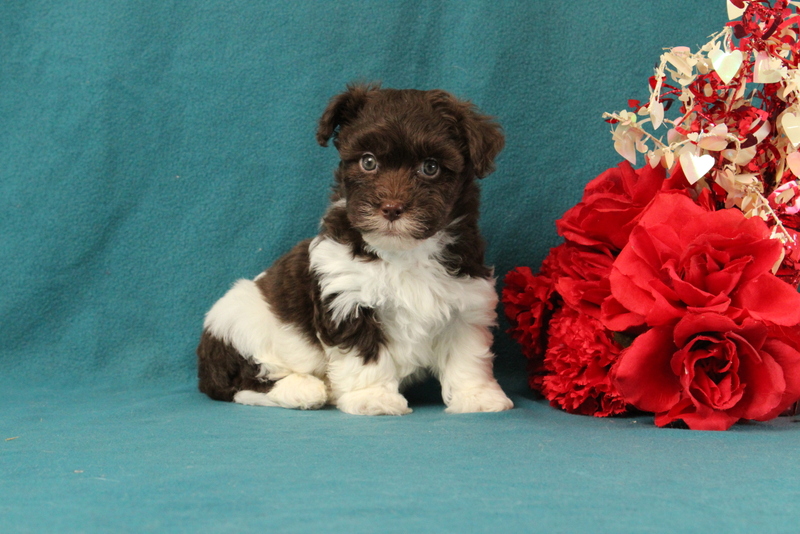puppy, for, sale, Malshi-Poo, Matthew B. Stoltzfus, dog, breeder, Gap, PA, dog-breeder, puppy-for-sale, forsale, nearby, find, puppyfind, locator, puppylocator, aca